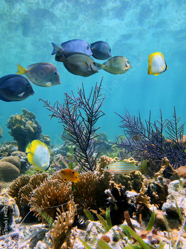 Underwater coral reef with tropical fish on shallow seabed, Caribbean sea, Mexico