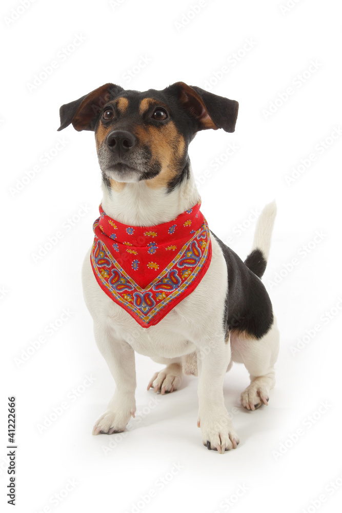 chien Jack Russel avec foulard bandana Stock Photo | Adobe Stock
