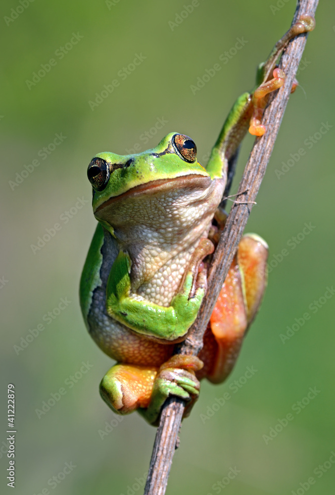 Frog
