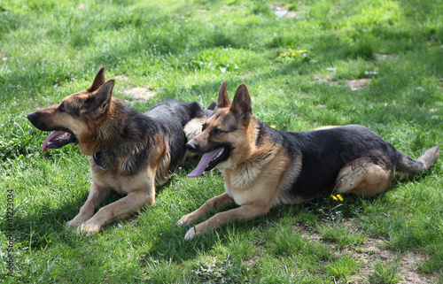 Two German shepherd dogs sitting on grass