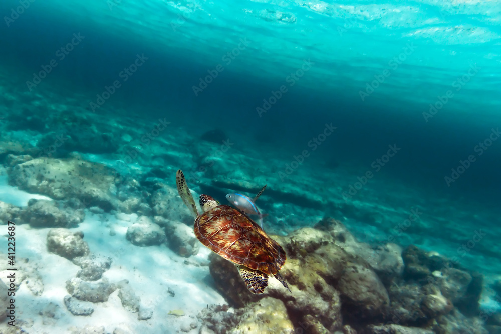 Obraz premium Green turtle in nature of Caribbean sea
