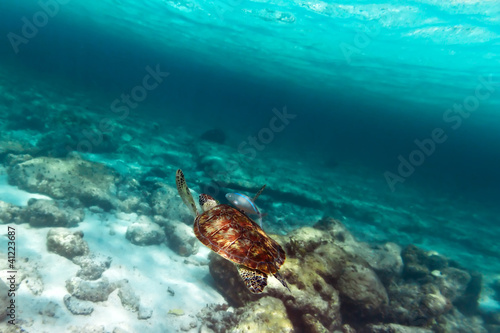 Green turtle in nature of Caribbean sea © Patryk Kosmider
