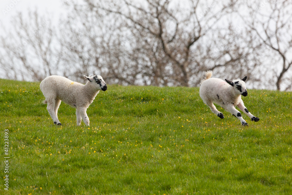 Fototapeta premium Leaping spring lambs