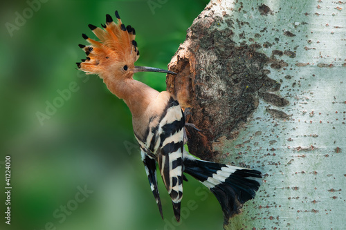 A hoopoe in front of a tree nest hole with its crown raised up