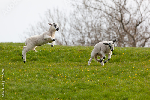 Leaping spring lambs
