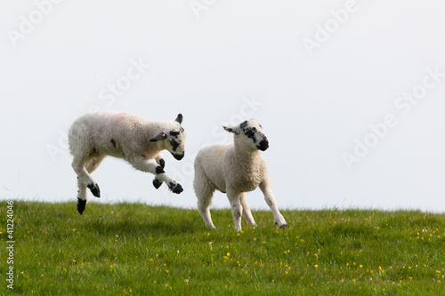 Leaping spring lambs