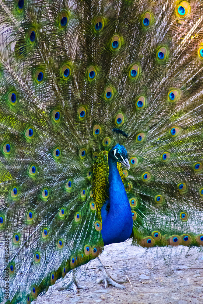 Obraz premium Close up of peacock showing its beautiful feathers