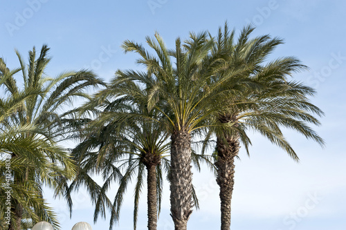 Vibrant Palm Trees