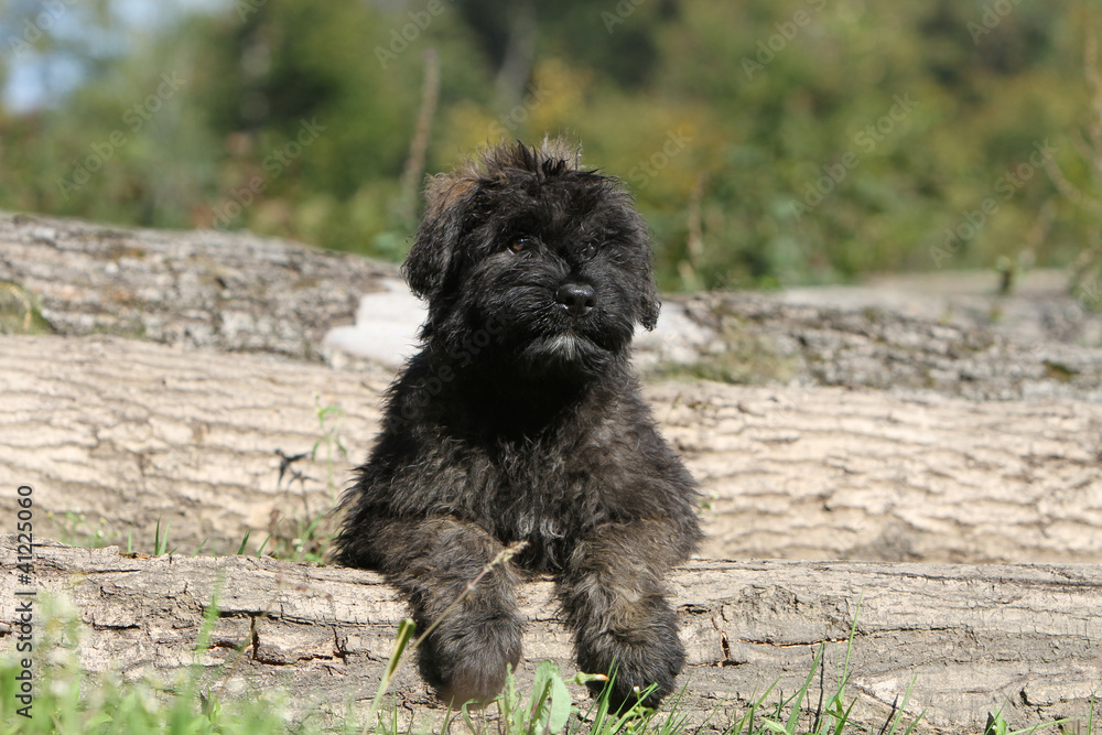 sweet puppy dog sweet puppy dog