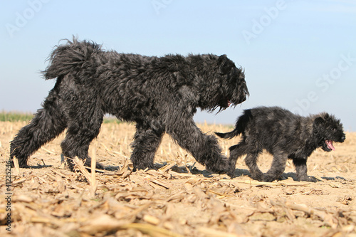 bouvier des Flandres et chiot à la queue leu leu photo