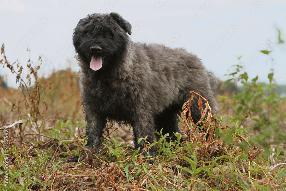 jeune bouvier des Flandres debout dans le champ jeune bouvier des Flandres debout dans le champ