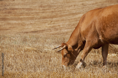 Fototapeta Naklejka Na Ścianę i Meble -  Cow eating grass