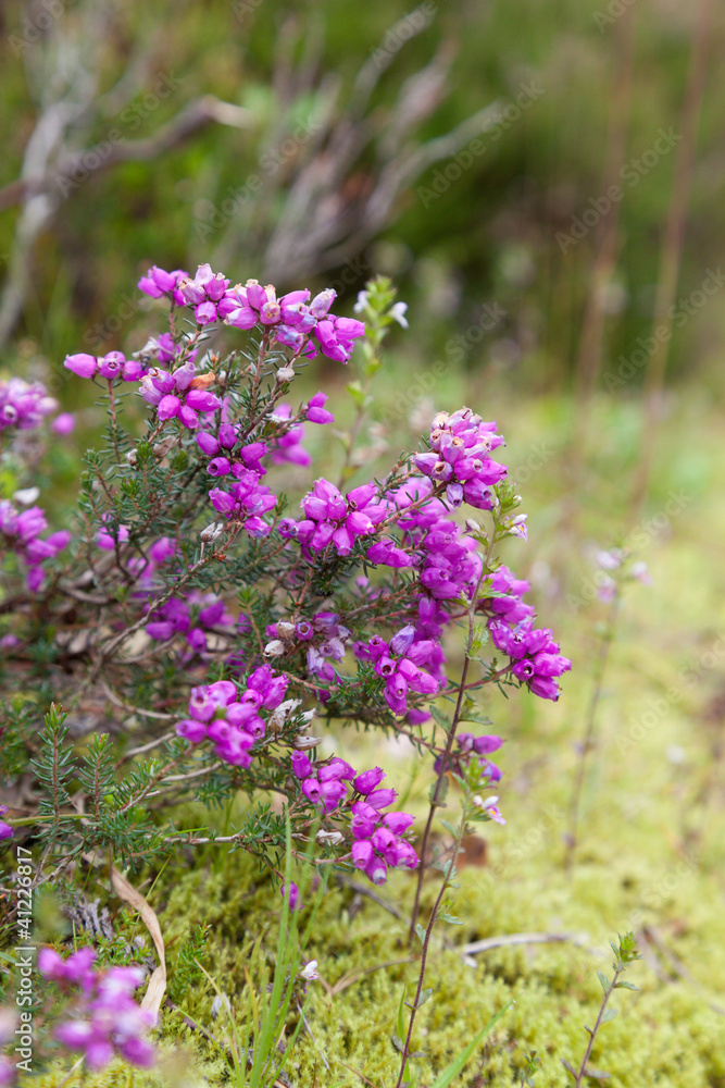 Scottish Heather Stock Photo Adobe Stock
