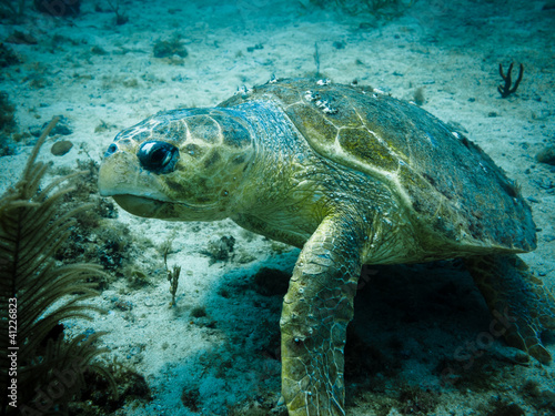 Loggerhead turtle on coral reef in Caribbean © Pete Niesen Photo