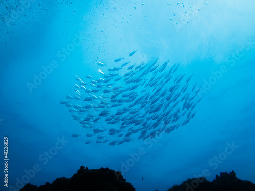 School of silver fish above coral reef