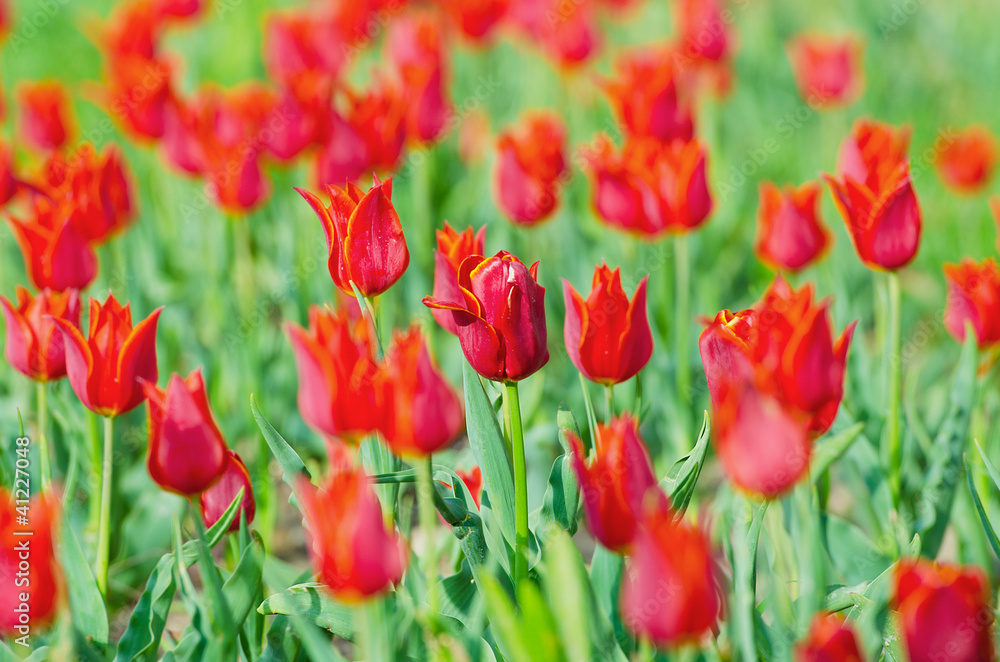 Fototapeta premium Flowers tulips in the garden