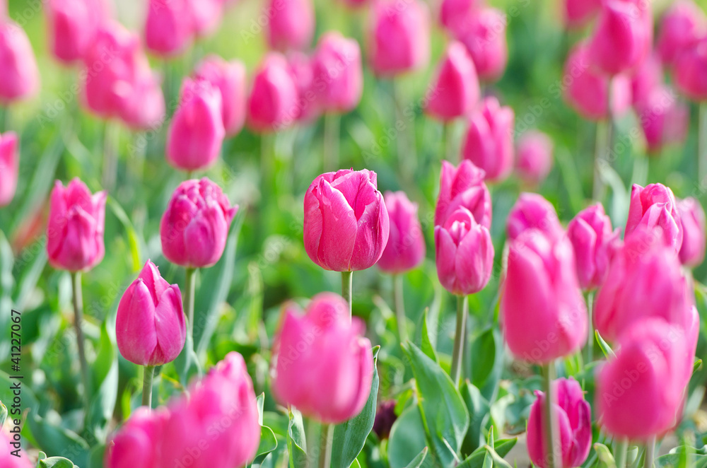 Flowers tulips in the garden