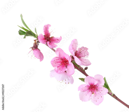 beautiful pink peach blossom isolated on white