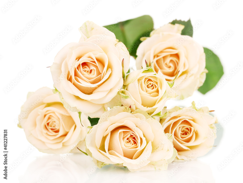 Fototapeta premium Beautiful roses isolated on white