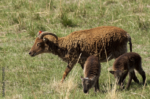 Soay Sheep photo