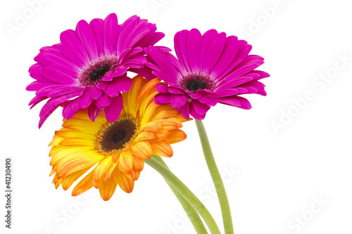 gerbera daisies