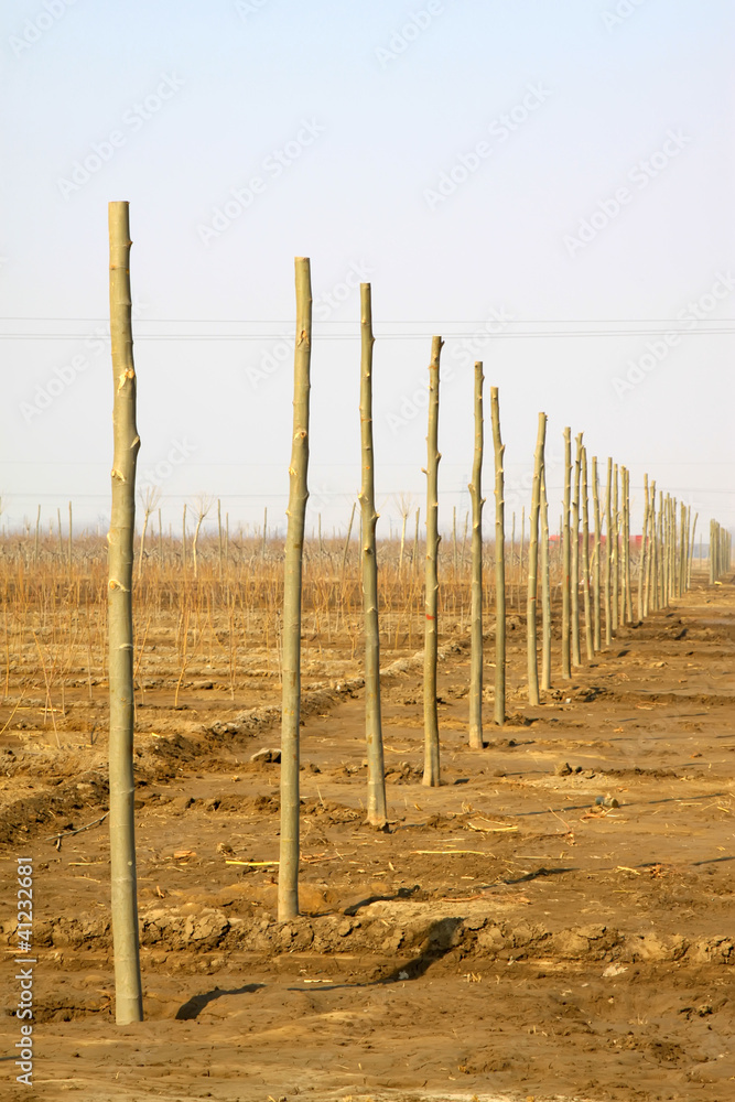 Obraz premium rows of stump in the field in winter