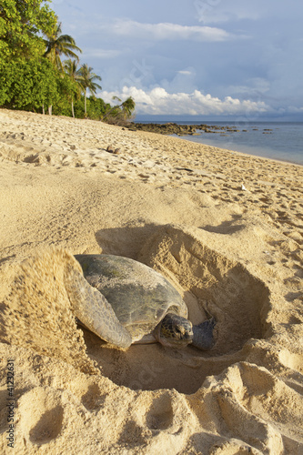 Green turtle laying her eggs on the beach.