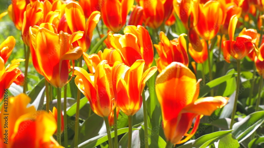 Spring field with colorful tulips Spring field with colorful tulips