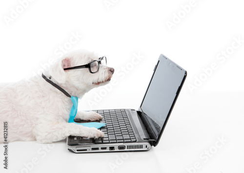 Savvy dog using a computer laptop photo