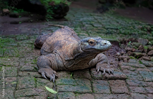 Komodo dragon  Varanus komodoensis