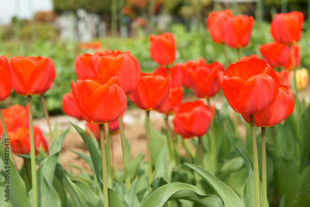 Obraz premium チューリップ