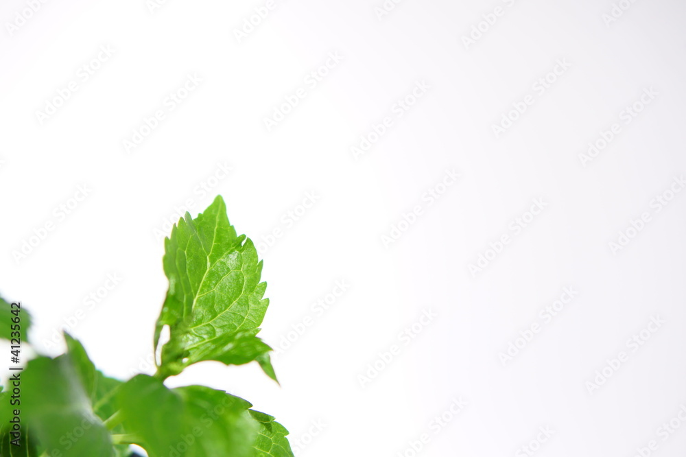 Obraz premium アジサイの葉