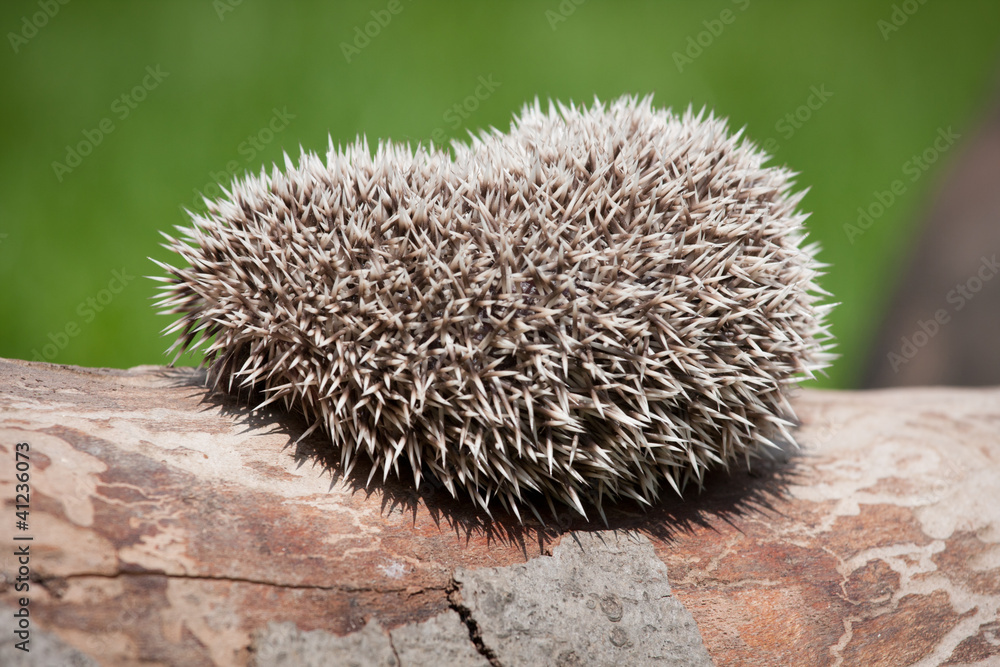 hedgehog in the wood hedgehog in the wood