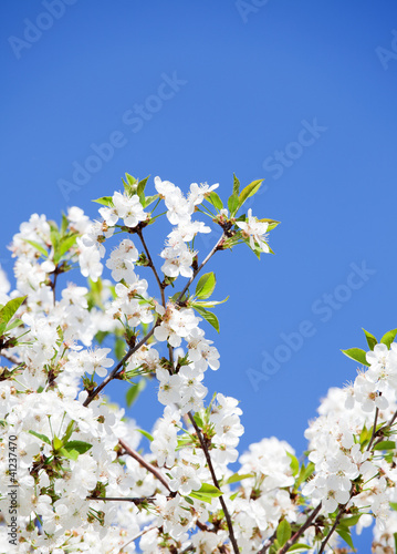 white flowers on the blue sky. sky. sky.white flowers on the blu