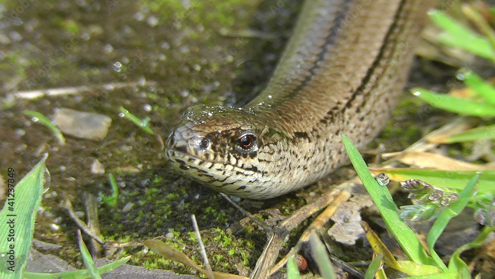 Blindschleiche - Anguis fragilis - züngelnd Blindschleiche - Anguis fragilis - züngelnd