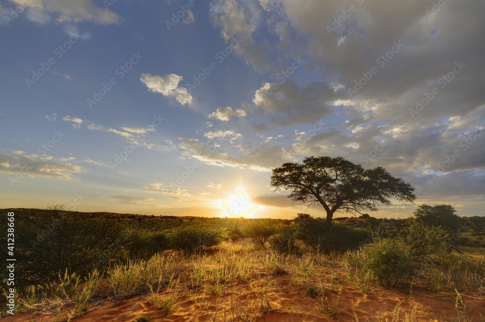 Desert Sunset, kalahari - obrazy, fototapety, plakaty 