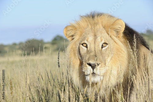 Lion  Panthera leo  close-up stare