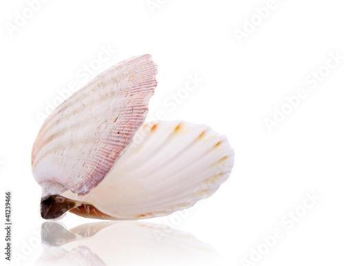 Sea shell over white background