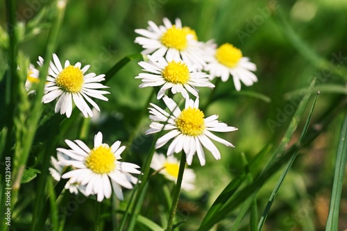 Summer flowers on the field