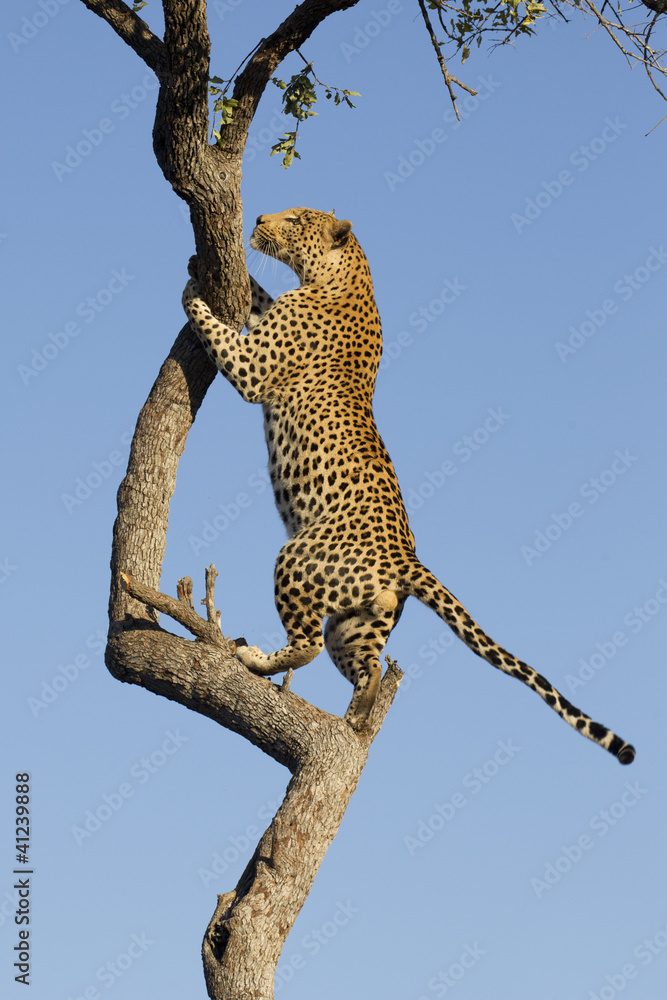 Obraz premium African Leopard climbing, South Africa