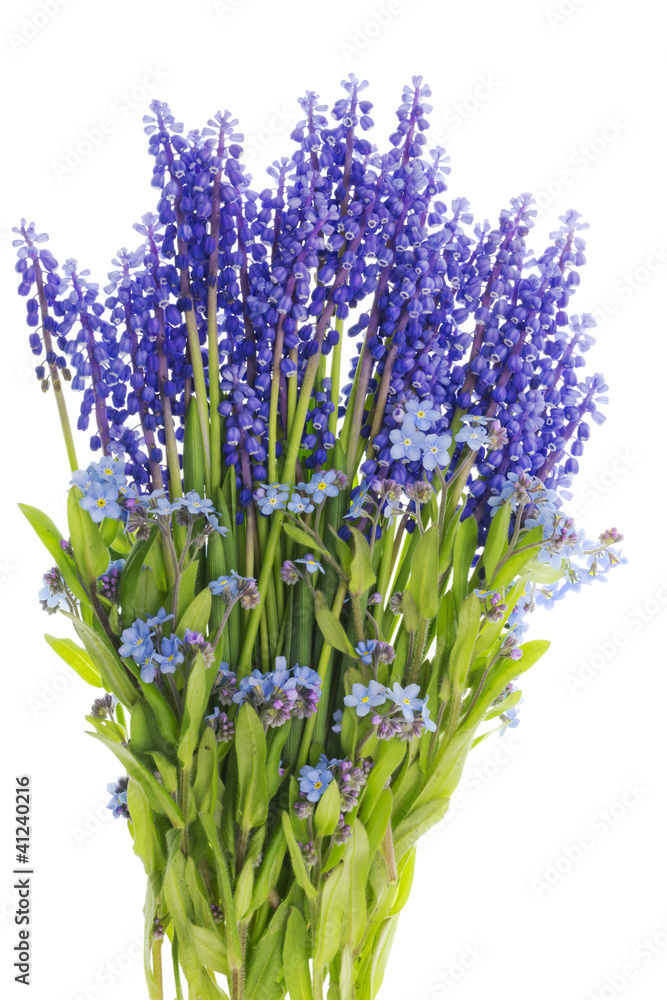 Fototapeta premium Bouquet from mini blue flowers