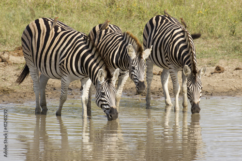 Burchell s Zebra drinking  South Africa