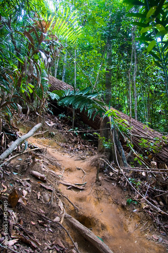 Foresta del Taman  Negara