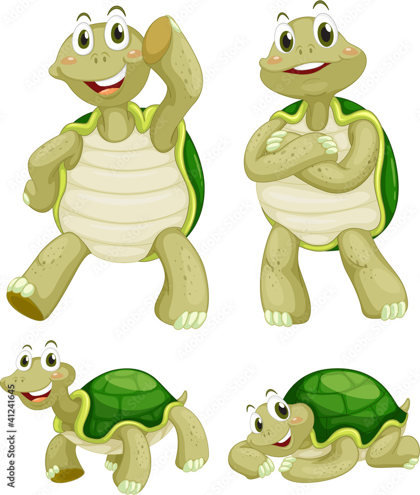 Obraz premium Turtles