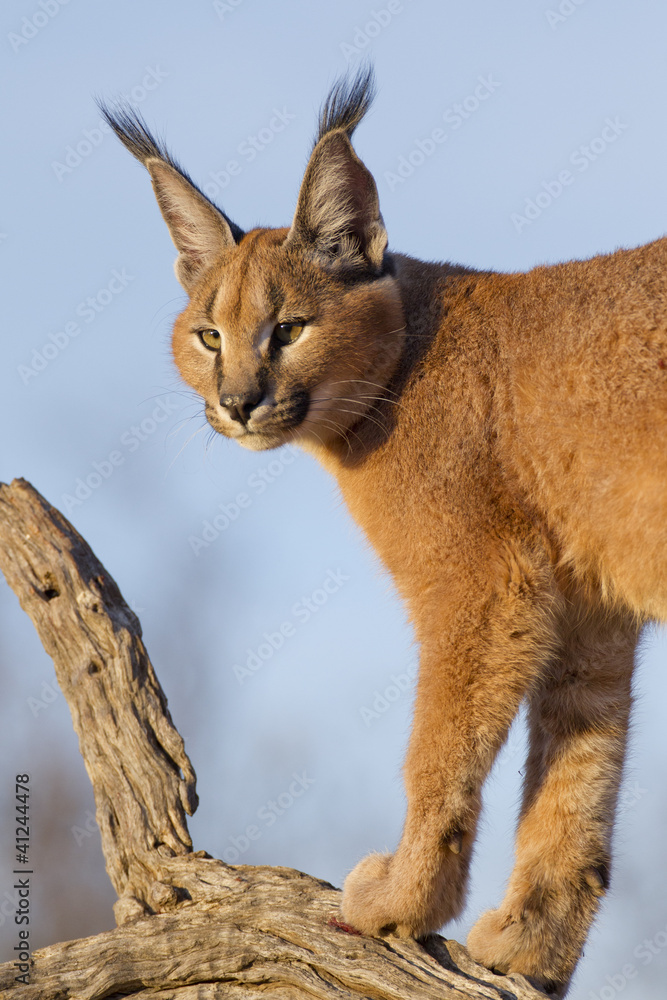 Naklejka premium Caracal, South Africa