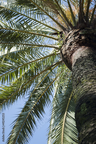 Palm tree fragment © bivainis
