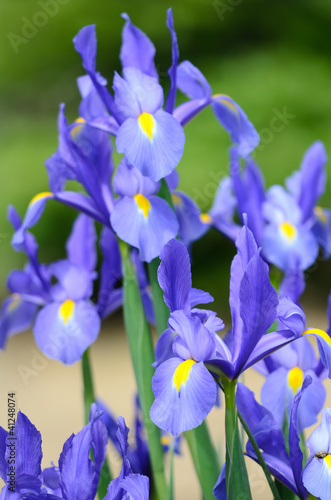 Fototapeta Naklejka Na Ścianę i Meble -  Giaggioli