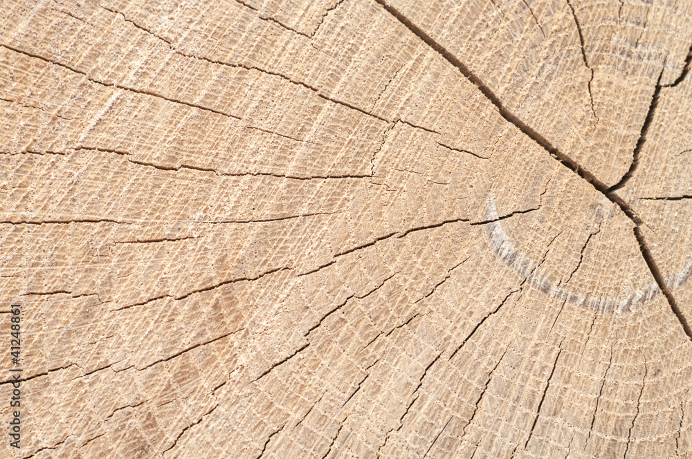 Fototapeta premium wood