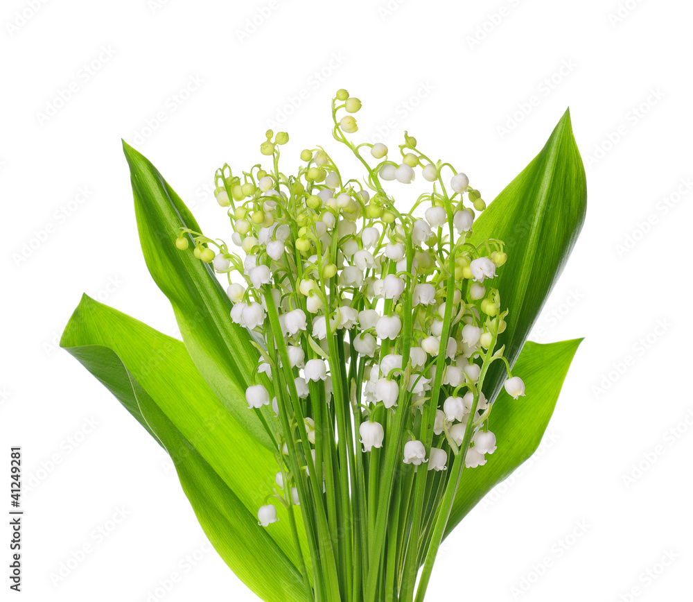 Fototapeta premium Lily of the Valley
