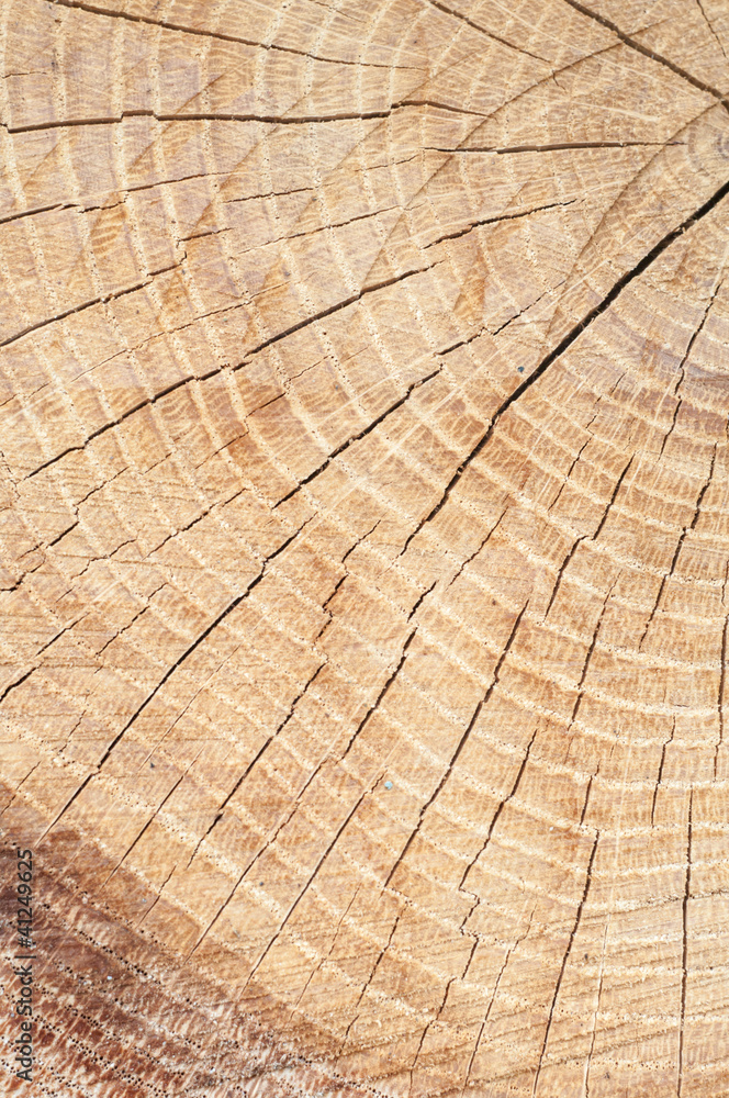 Naklejka premium wood